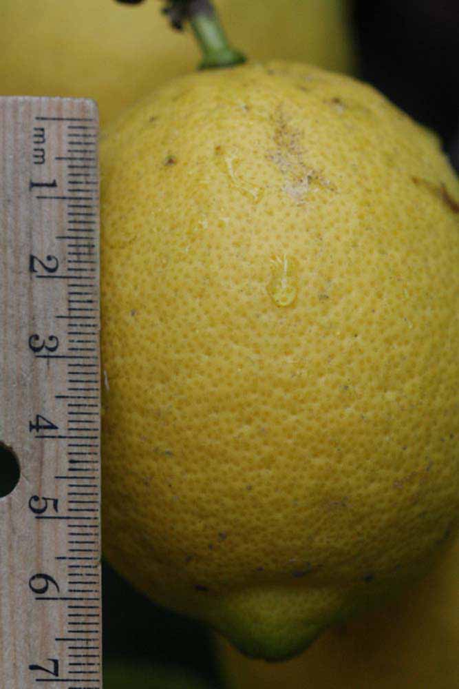                Fruit (Prior, Riverside,   CA)       